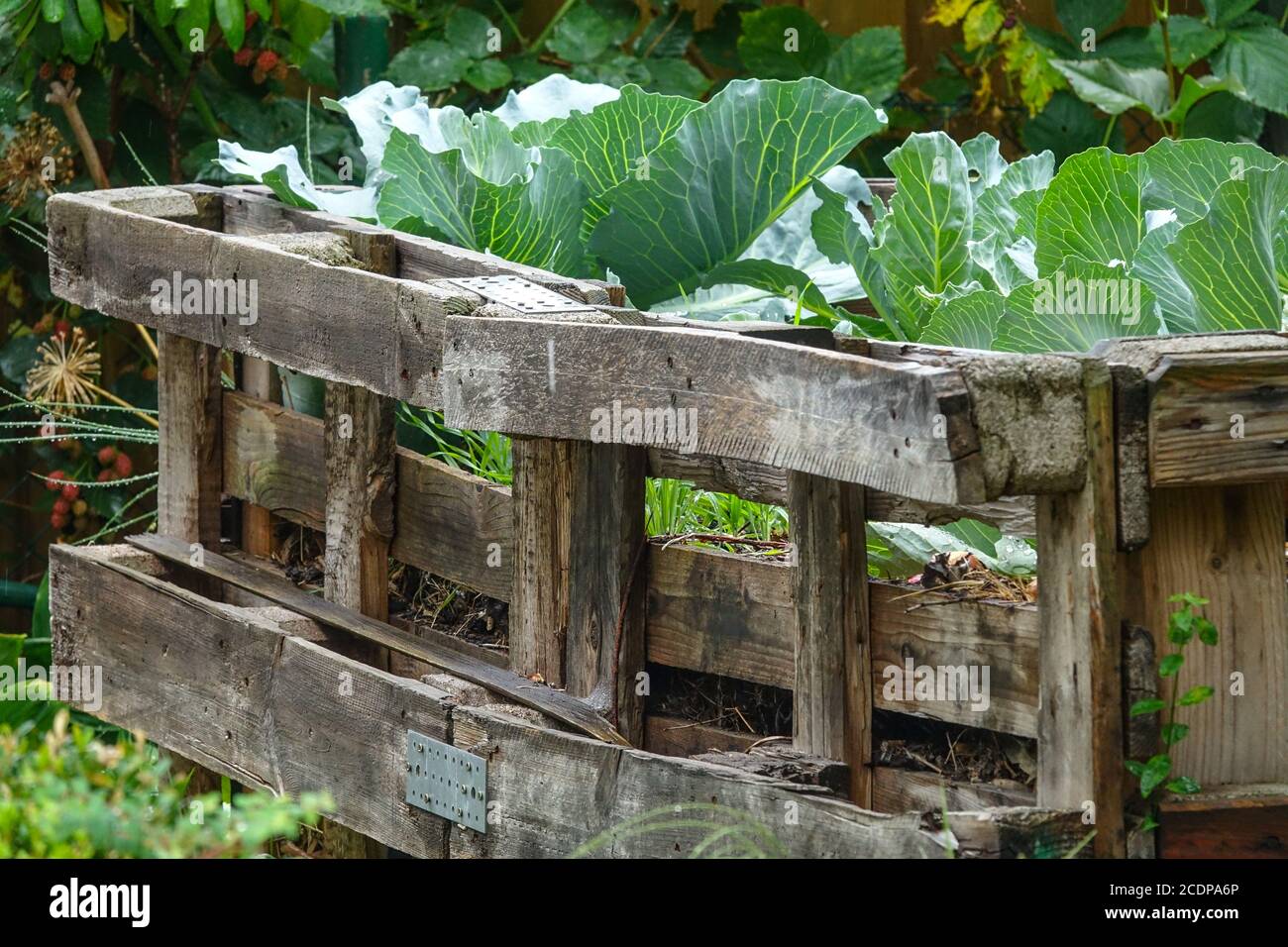 Jardin à lit surélevé, plantes potagères poussant dans le jardin d'allotissement cultivant des légumes Banque D'Images