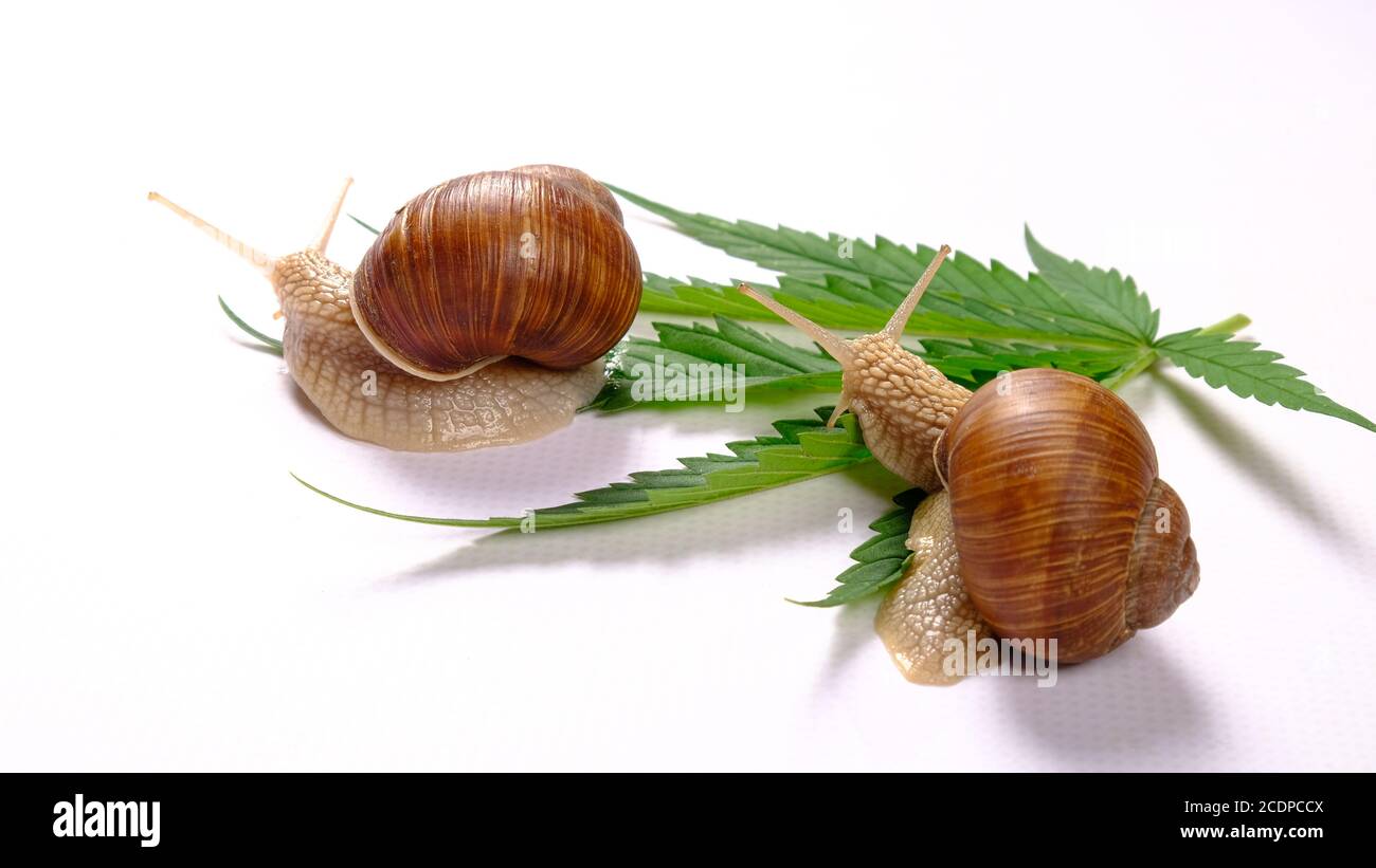 escargots et feuille de cannabis sur fond blanc, soins de la peau. Banque D'Images