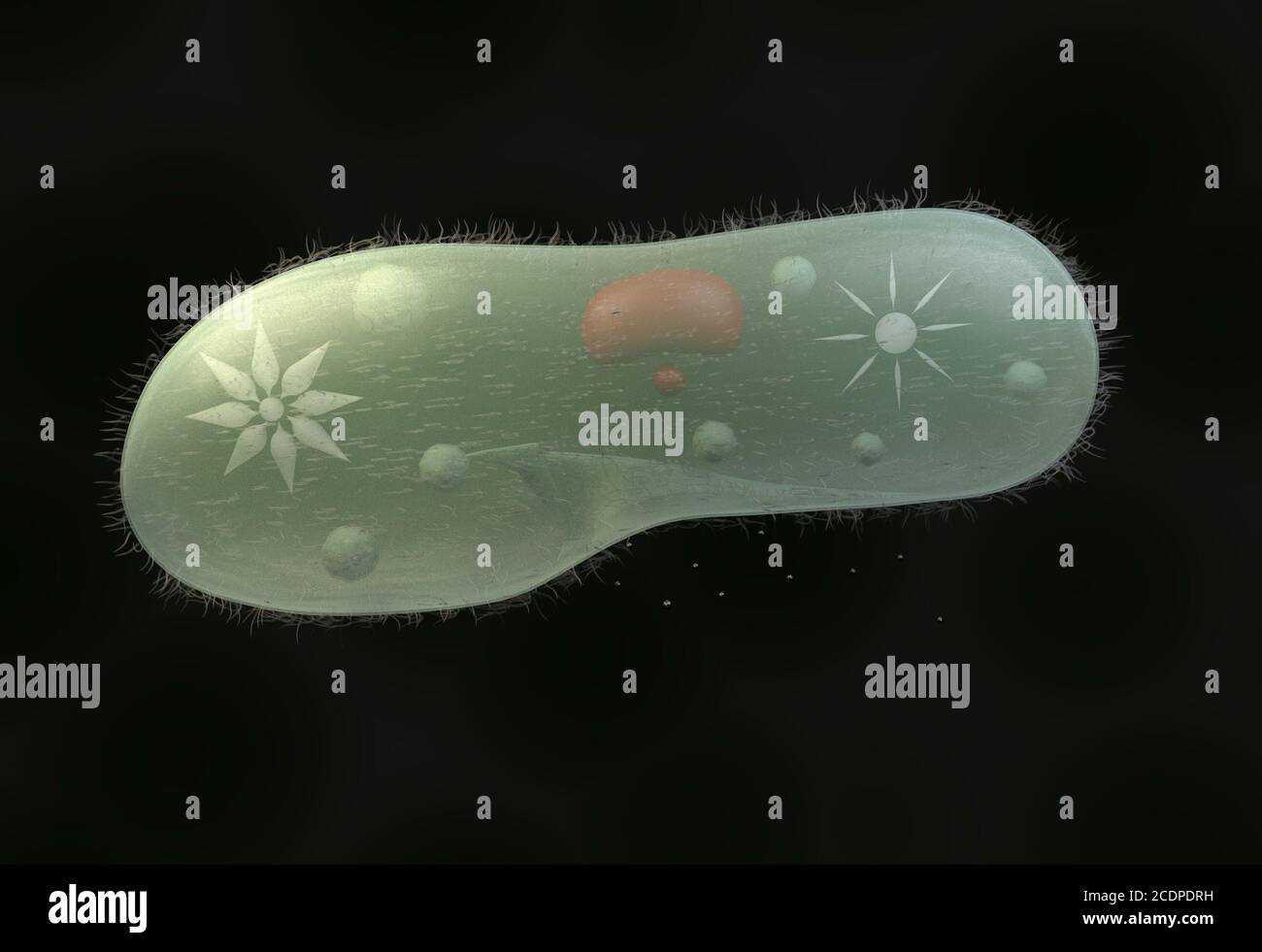 Les micro-organismes biologiques modèle Paramecium caudatum 3d illustration Banque D'Images