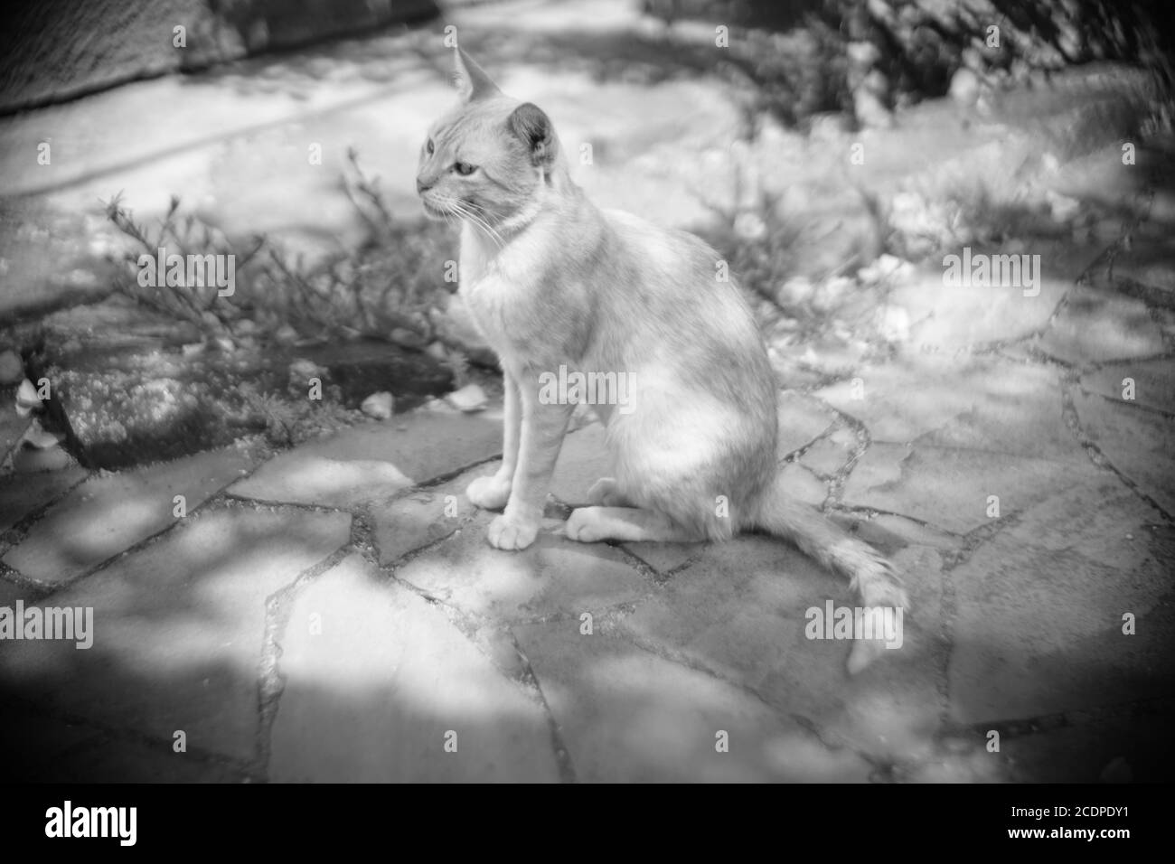 Chat mignon assis dans le jardin d'été. PHOTO BW Banque D'Images
