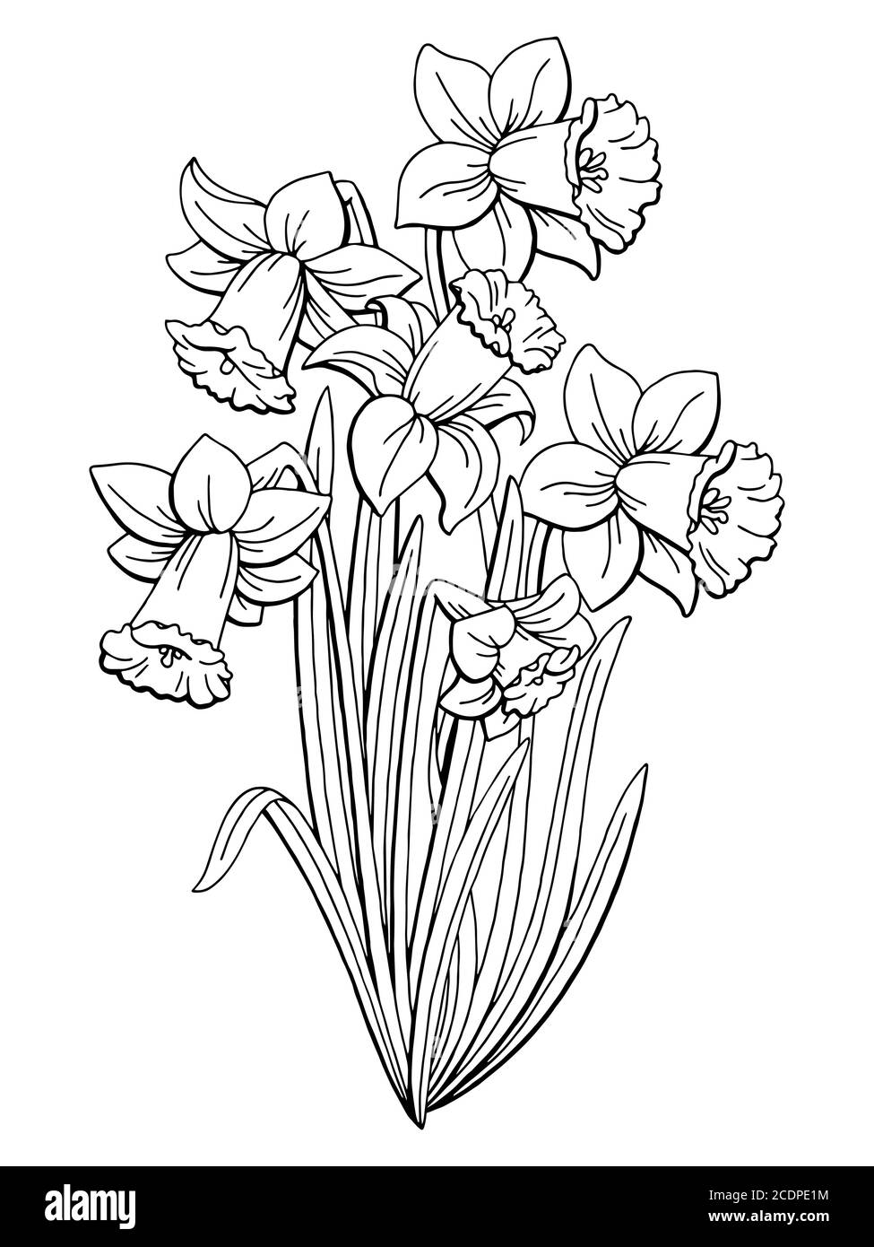 Narcisse fleur graphique noir blanc isolé bouquet esquisse illustration vecteur Illustration de Vecteur