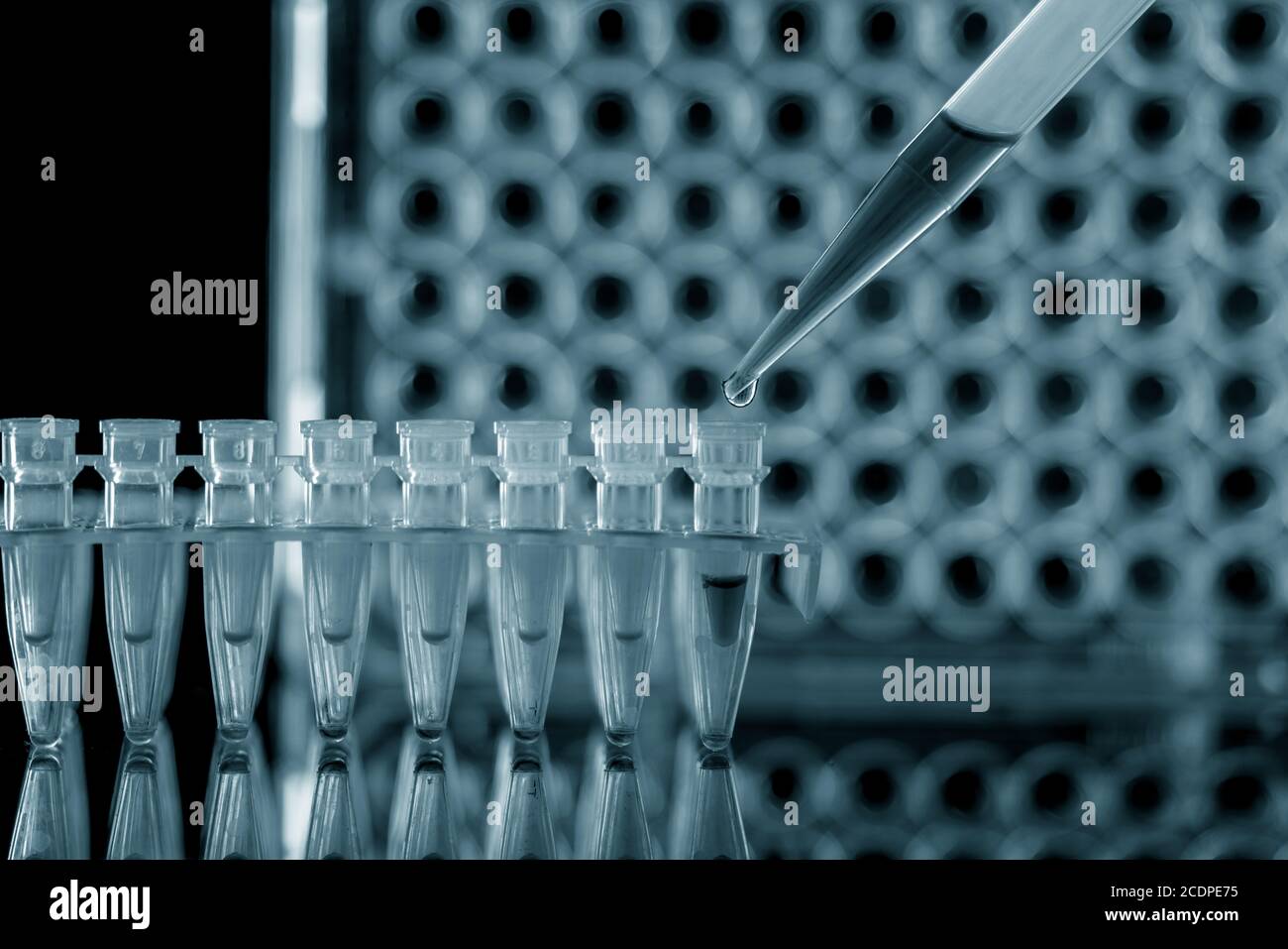 Tubes PCR en bandelettes et en pipette dans un laboratoire de recherche génétique gros plan Banque D'Images