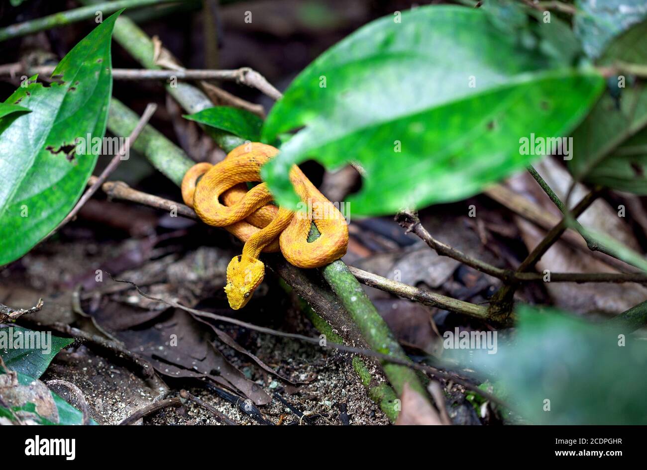 Jaune Eyelash Palm Pit Viper / Bothriechis schlegelii / Costa Rica / Cahuita Banque D'Images