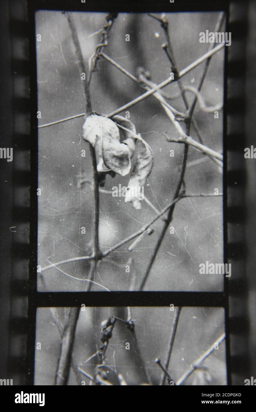 Belle photographie en noir et blanc vintage des années 1970 d'une plante sèche accrochée dans les bois sombres profonds. Banque D'Images