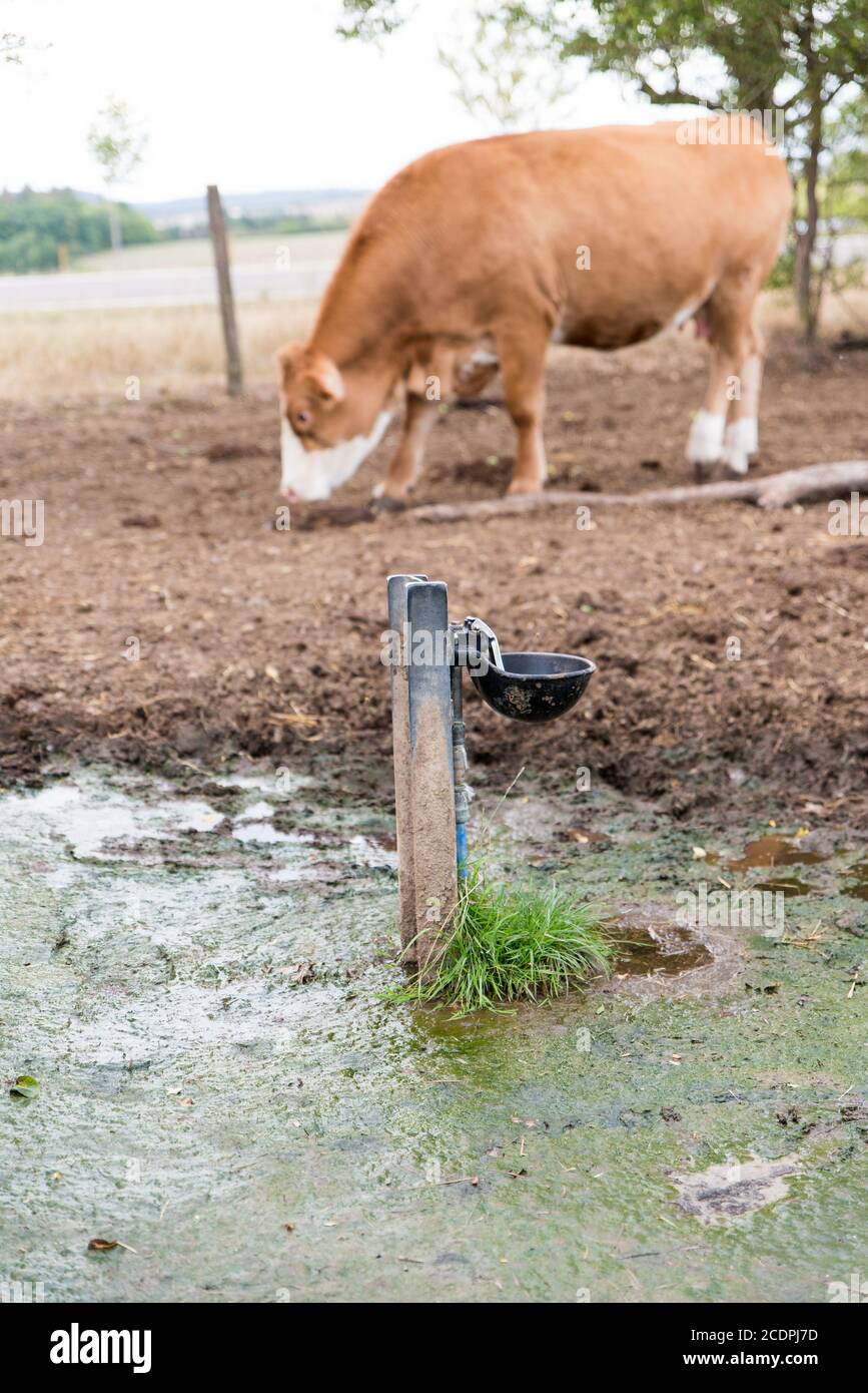 bac de boisson automatique dans la boue profonde sur le pâturage de la vache  Photo Stock - Alamy