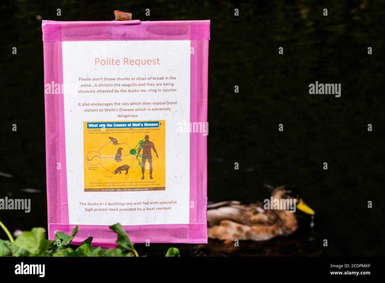 Demande polie de ne pas donner de pain aux canards dans un étang à canards de Great Wakering, près de Southend, Essex, Royaume-Uni. Risque rat. Graphique de la maladie de Weil Banque D'Images
