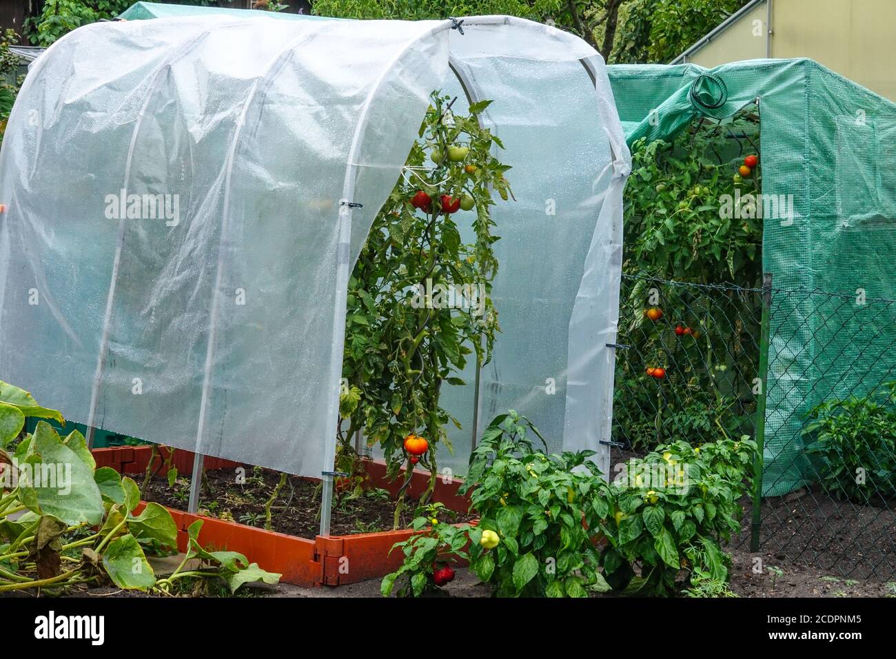 Culture de tomates dans une serre en plastique, allocation de jardin, tomates de légumes de jardin Banque D'Images