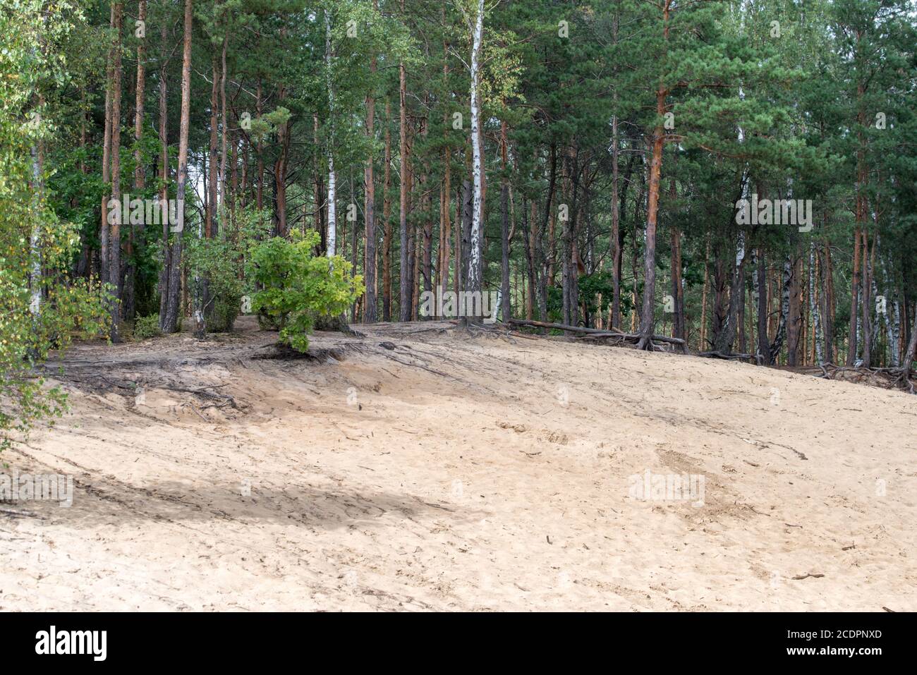 forêt sur le bord de dune de sable Banque D'Images