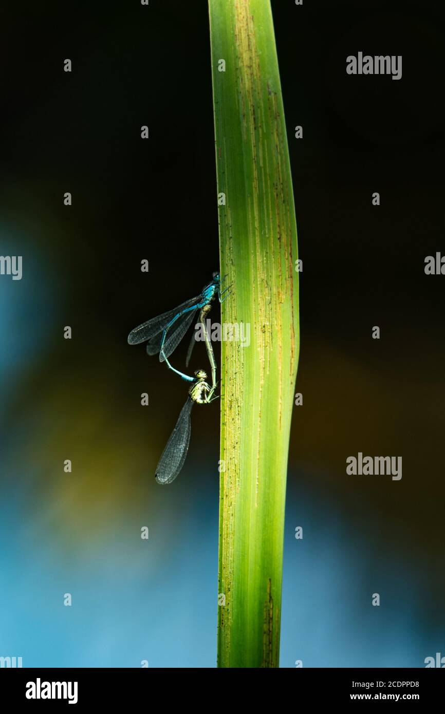 Accouplement mâle et femelle bleu commun Damselfly sur un vertical Pic de feuilles Banque D'Images