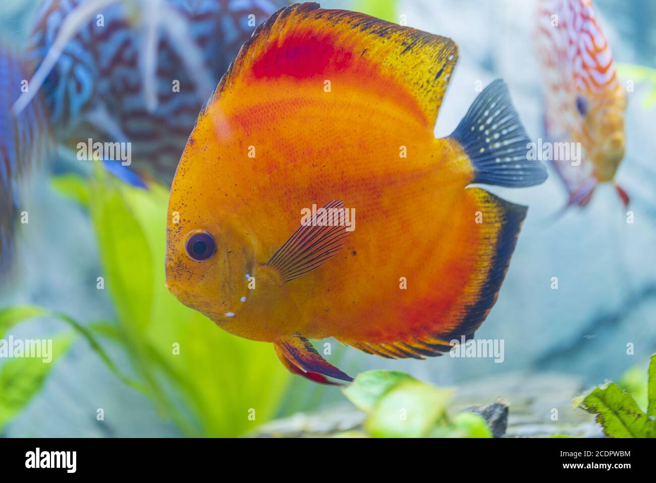 Vue rapprochée de magnifiques poissons d'aquarium de melon rouge. Concept de passe-temps. Banque D'Images