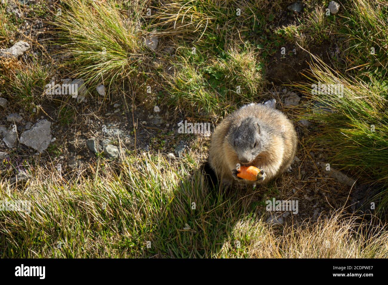 Marmot mangeant une carotte dans les Alpes autrichiennes Banque D'Images