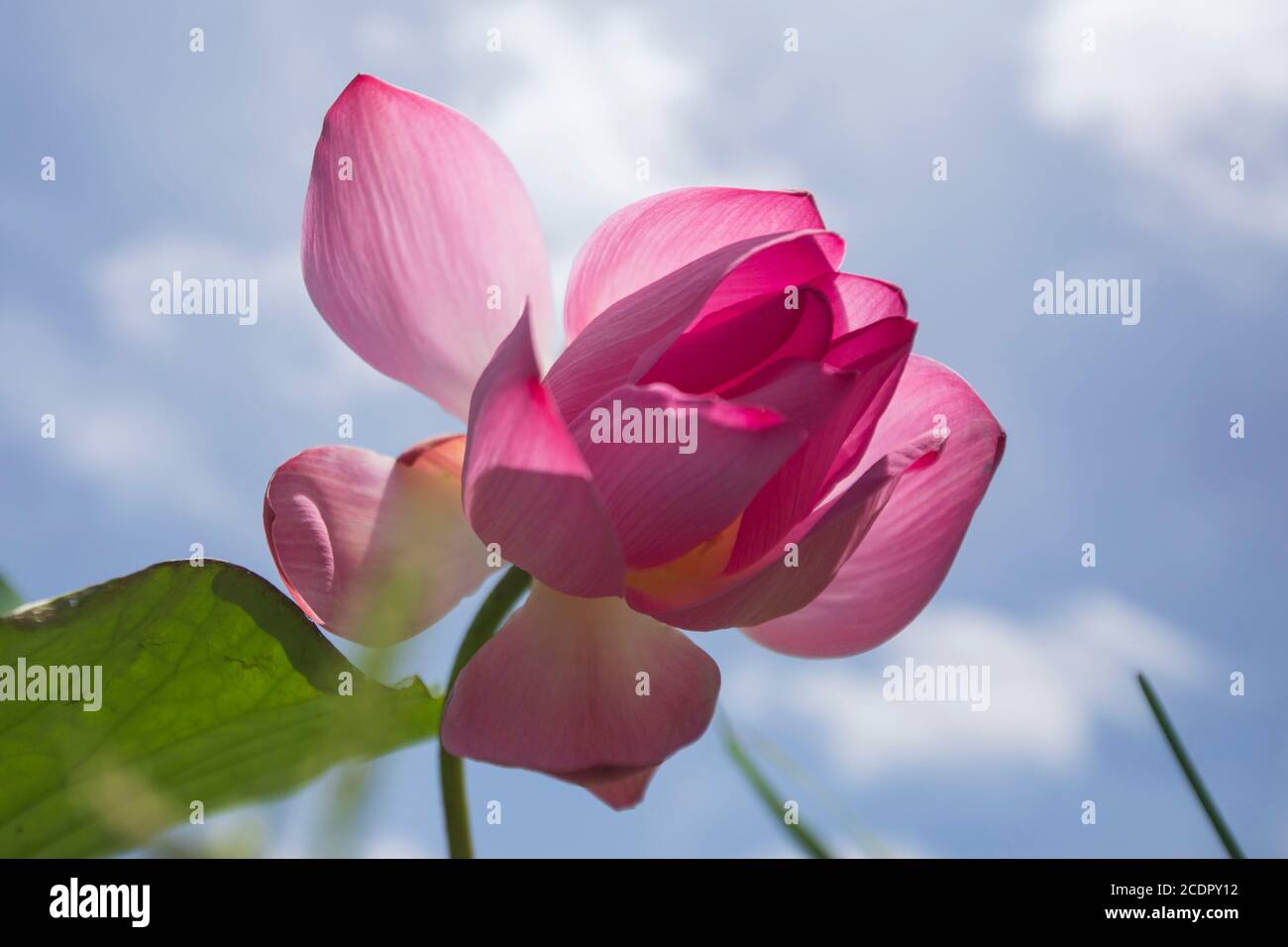26 août 2020, Rupganj, Narayanganj, Bangladesh : les fleurs de Lotus sont en pleine floraison dans un lac, à Rupganj, Narayanganj, Bangladesh, 26 août 2020. (Image crédit: © Suvra Kanti Das/ZUMA Wire) Banque D'Images