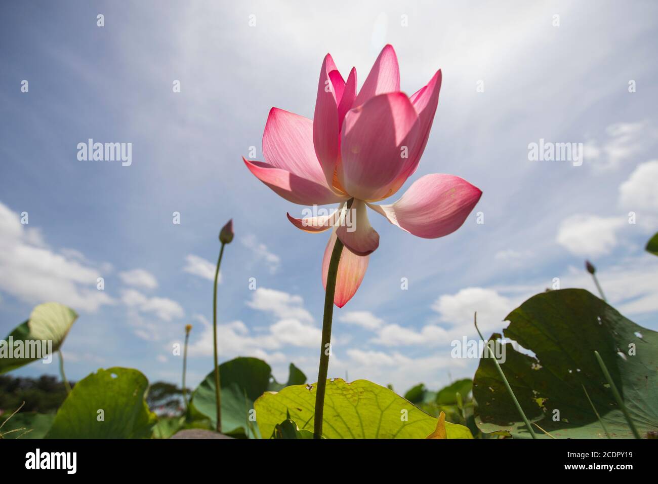 26 août 2020, Rupganj, Narayanganj, Bangladesh : les fleurs de Lotus sont en pleine floraison dans un lac, à Rupganj, Narayanganj, Bangladesh, 26 août 2020. (Image crédit: © Suvra Kanti Das/ZUMA Wire) Banque D'Images