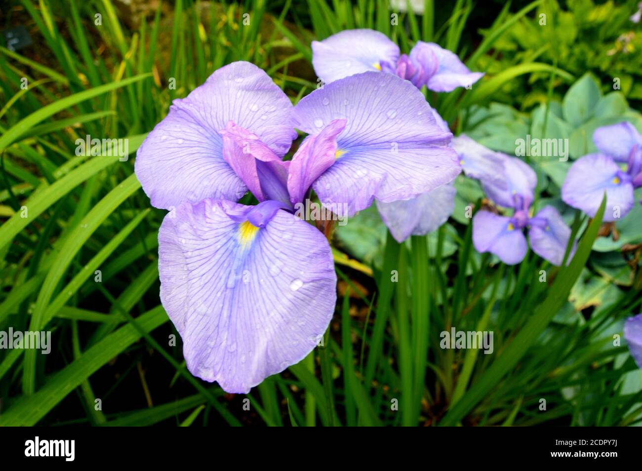 Mauve/lilas Iris japonais (Iris ensata 'Rowden Begum') fleurs cultivées à  la frontière de RHS Garden Harlow Carr, Harrogate, Yorkshire, Angleterre,  Royaume-Uni Photo Stock - Alamy