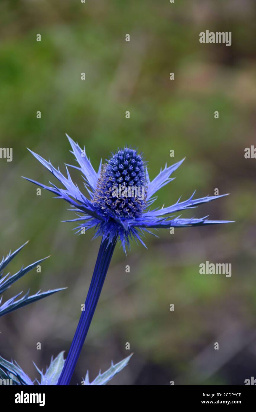 Eryngium x zabelii 'Big Blue' (Sea Holly) Thistle cultivé dans une frontière à RHS Garden Harlow Carr, Harrogate, Yorkshire, Angleterre, Royaume-Uni. Banque D'Images