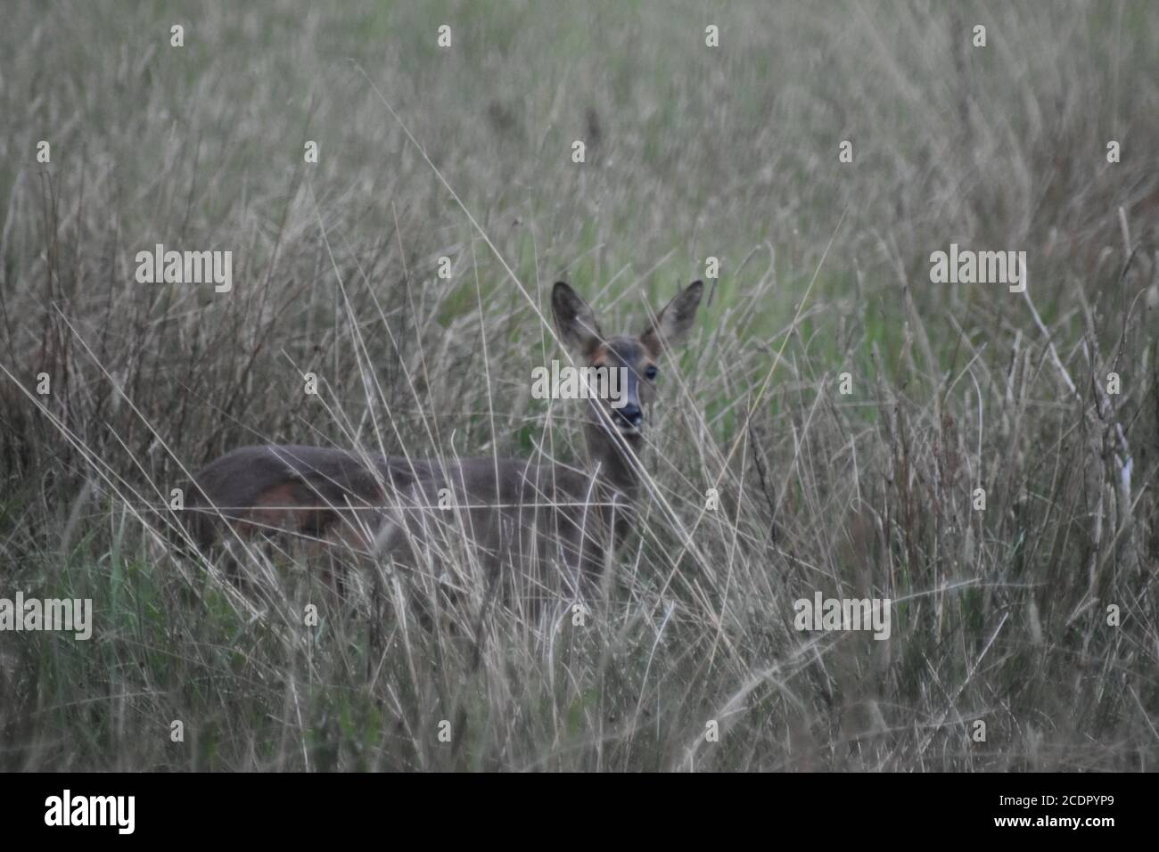ROE Deer Doe se cachant dans l'herbe Banque D'Images