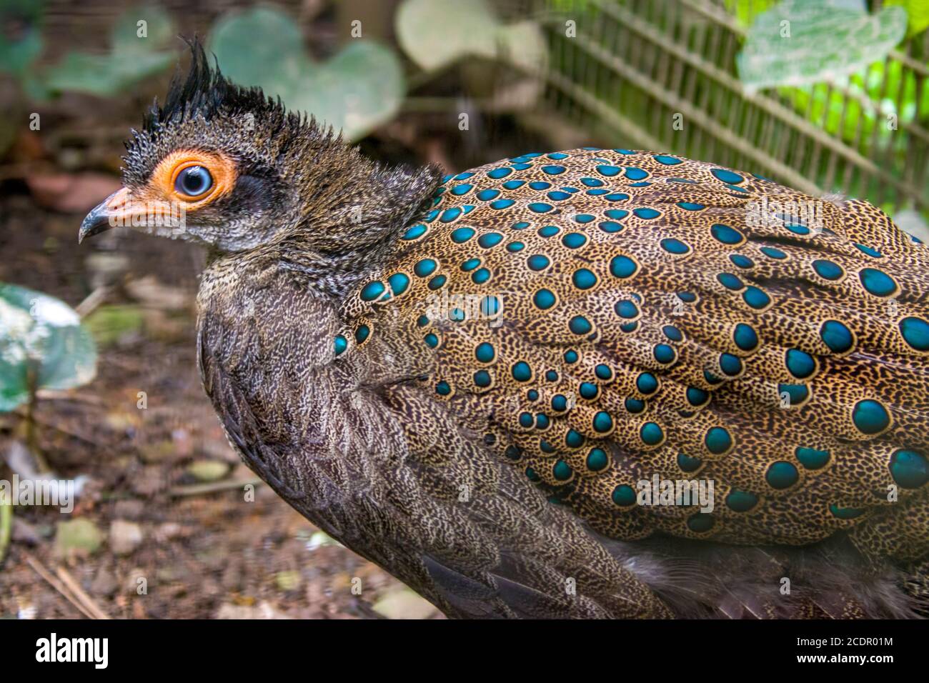 Le paon-faisan malayan (Polyplectron malacense) est un faisan de taille moyenne de la famille galliforme Phasianidae. Banque D'Images