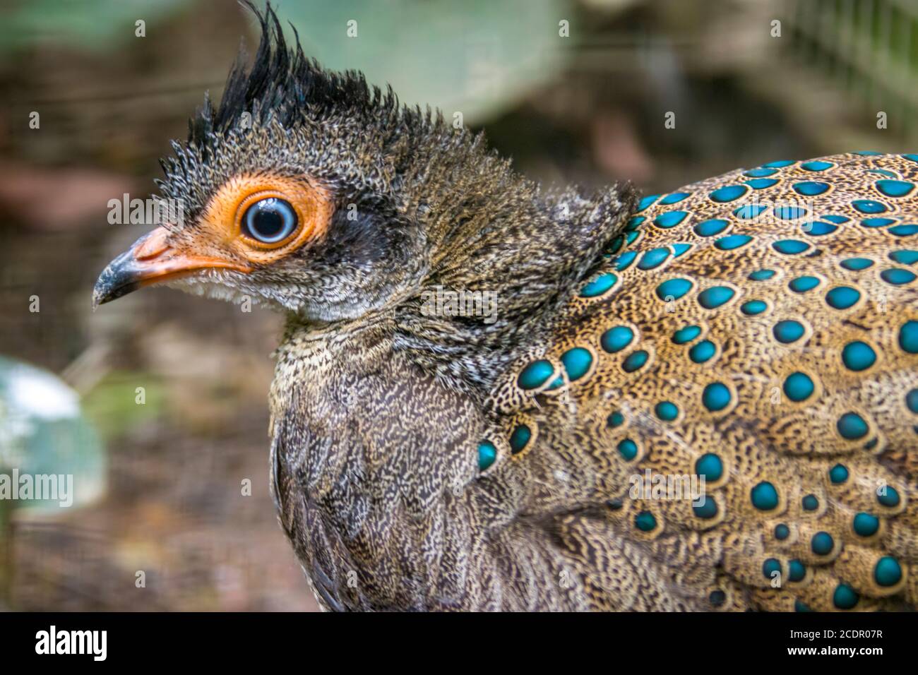 Le paon-faisan malayan (Polyplectron malacense) est un faisan de taille moyenne de la famille galliforme Phasianidae. Banque D'Images