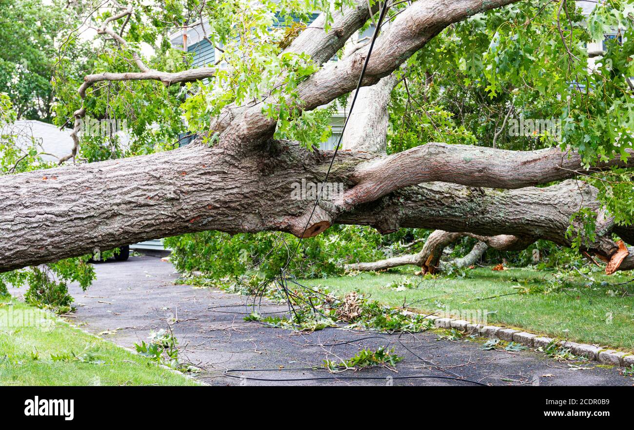 Un arbre est tombé sur une allée résidentielle et est en équilibre sur les fils électriques dont le câble et les fils téléphoniques sont cassés Désactivé pendant la tempête tropicale Isaías en B. Banque D'Images