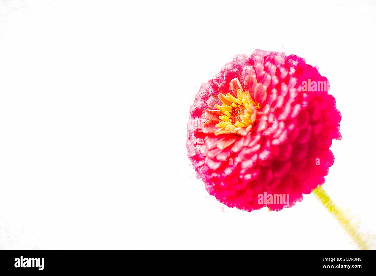 Rose violet magenta fleur de zinnia isolée sur un fond blanc Banque D'Images