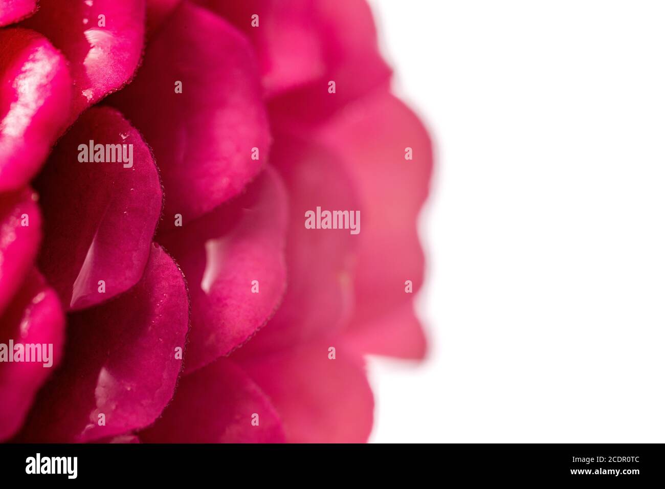Rose violet magenta fleur de zinnia isolée sur un fond blanc Banque D'Images