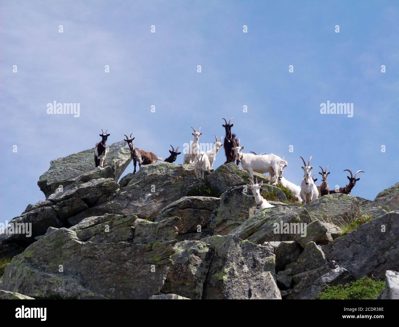 Un troupeau de chèvres sur les pierres dans les montagnes Banque D'Images
