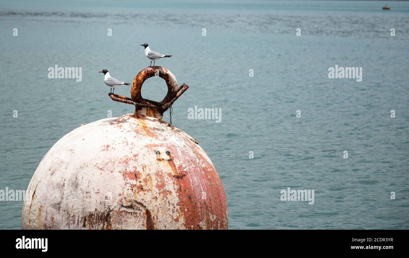 deux mouettes perchées sur le dessus d'une amarrage rouillée bouée sur la mer Banque D'Images