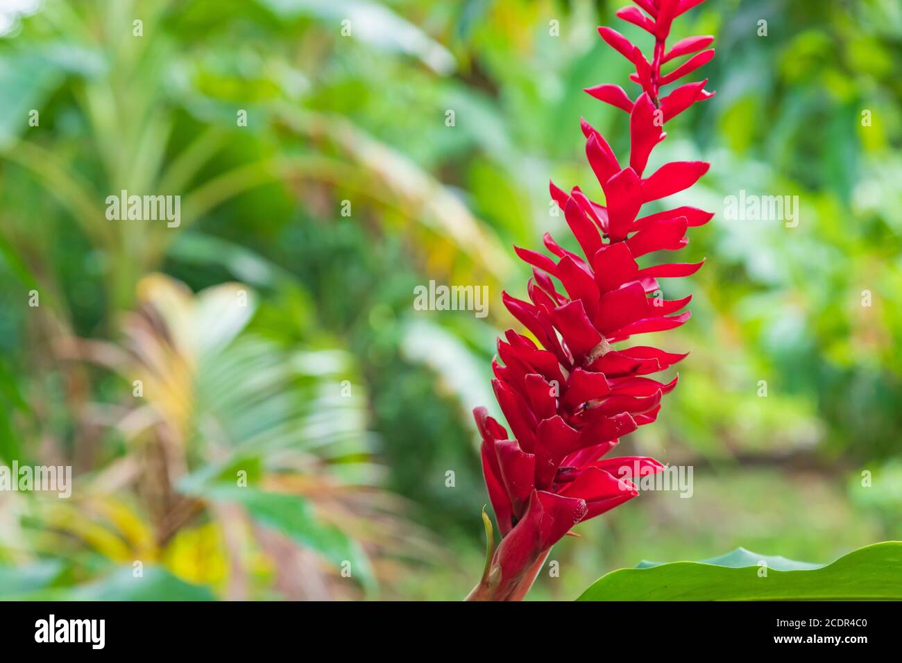 Plante tropicale au gingembre rouge Alpinia Purpurata avec un naturel flou arrière-plan Banque D'Images