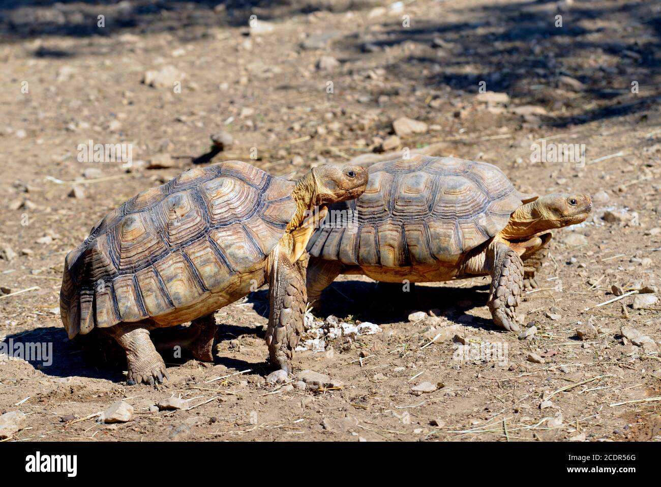 Deux tortues sulcata marchant sur le sol Banque D'Images