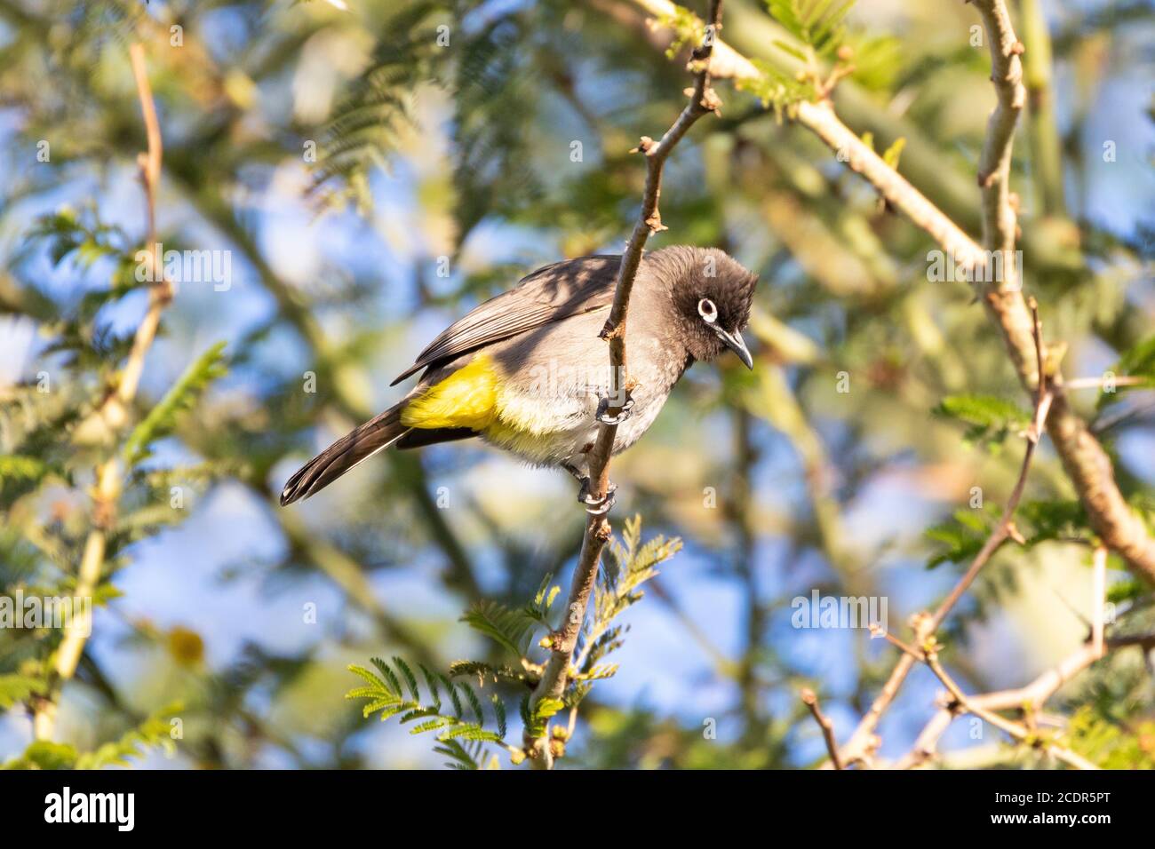 Cape Bulbul Pycnonotus capensis) perchée dans un arbre de fièvre (Vachellia xanthophloea), Cap occidental, Afrique du Sud Banque D'Images