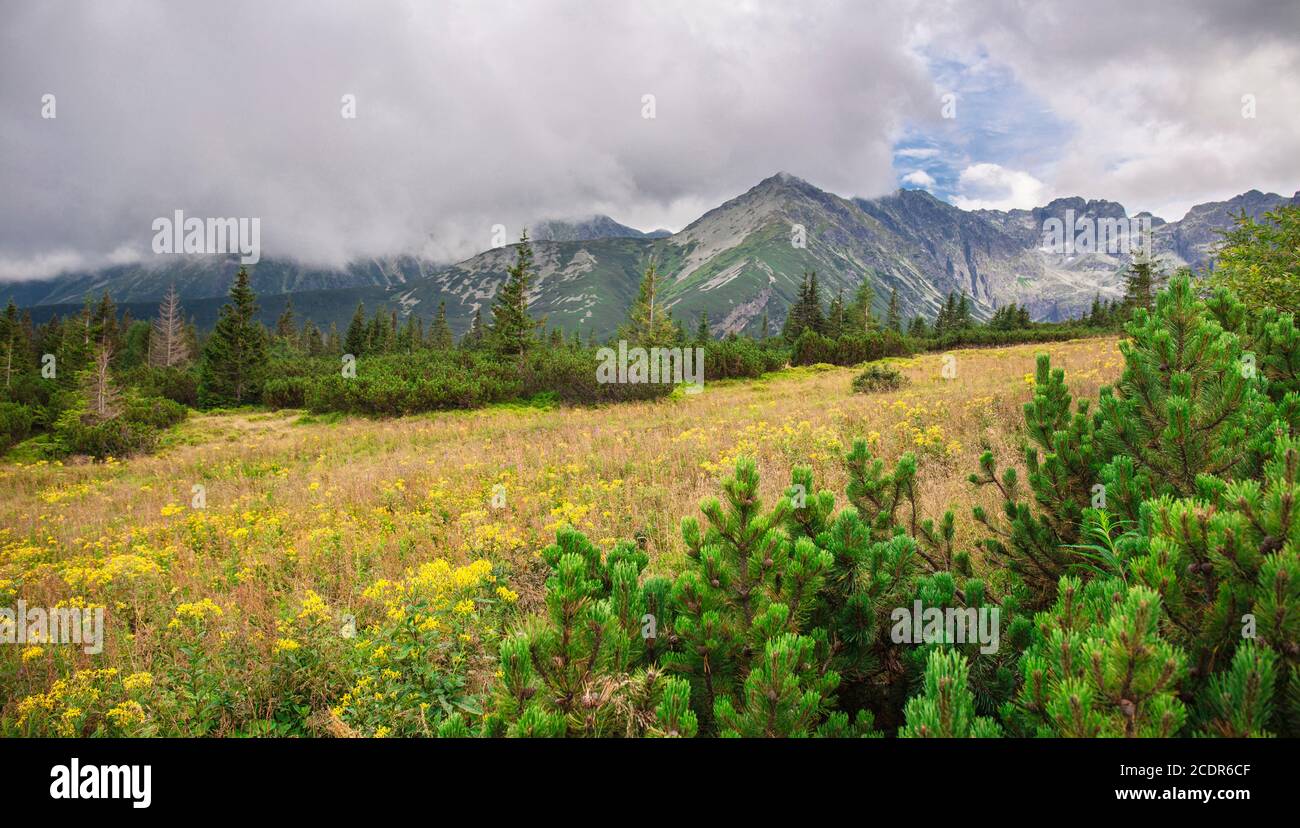 Paysage alpin nuageux. Prairie avec herbe verte et montagnes en arrière-plan. Vallée dans le paysage de montagnes en été. Banque D'Images