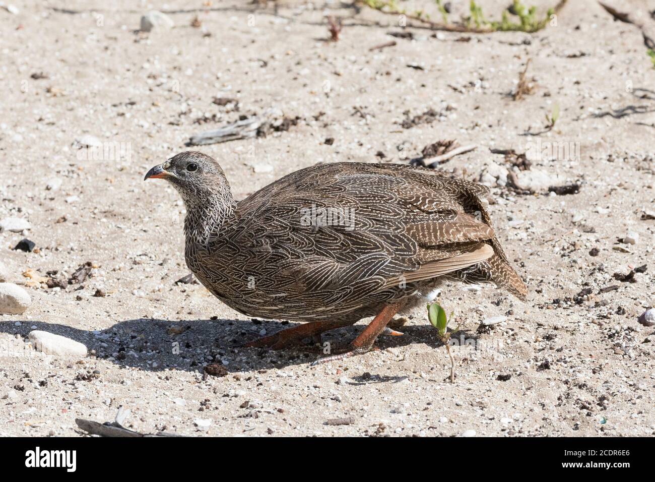 Cap Spurfowl ou Cap Francolin (Pternistis capensis) sur les dunes côtières, Cap occidental, Afrique du Sud Banque D'Images