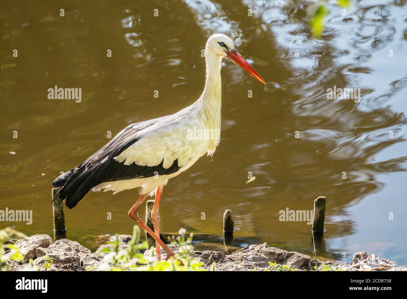 La ciconie blanche (Ciconia ciconia) est un gros oiseau de la famille des ciconidés. Son plumage est principalement blanc, avec du noir sur les ailes de l'oiseau. Banque D'Images