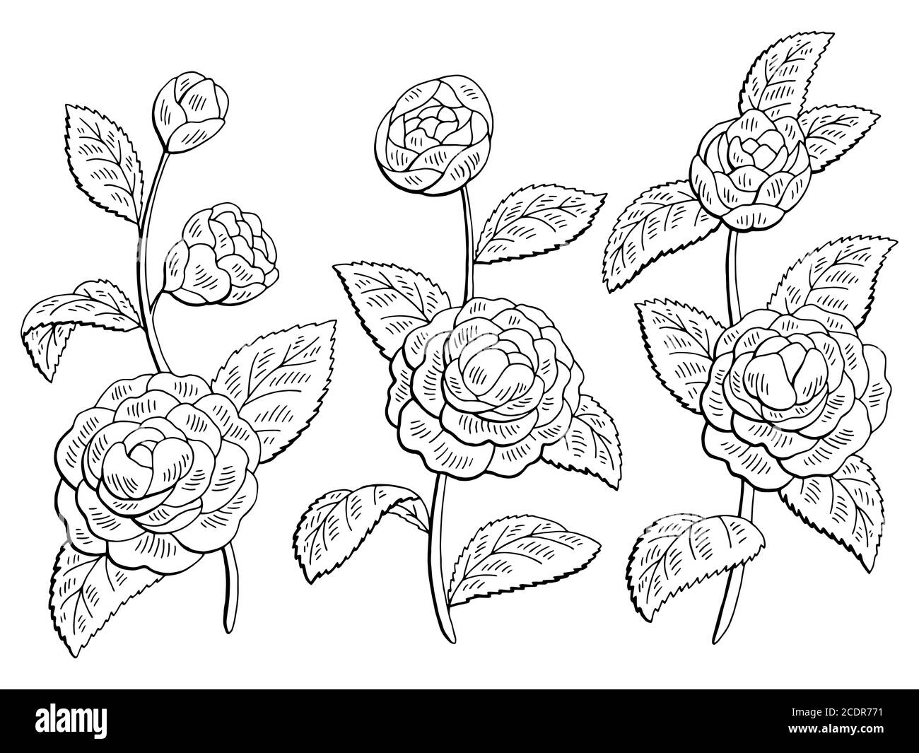 Camellia fleur graphique noir blanc isolé esquisse ensemble vecteur d'illustration Illustration de Vecteur