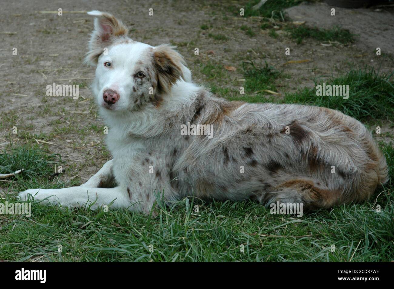 double merle border collie