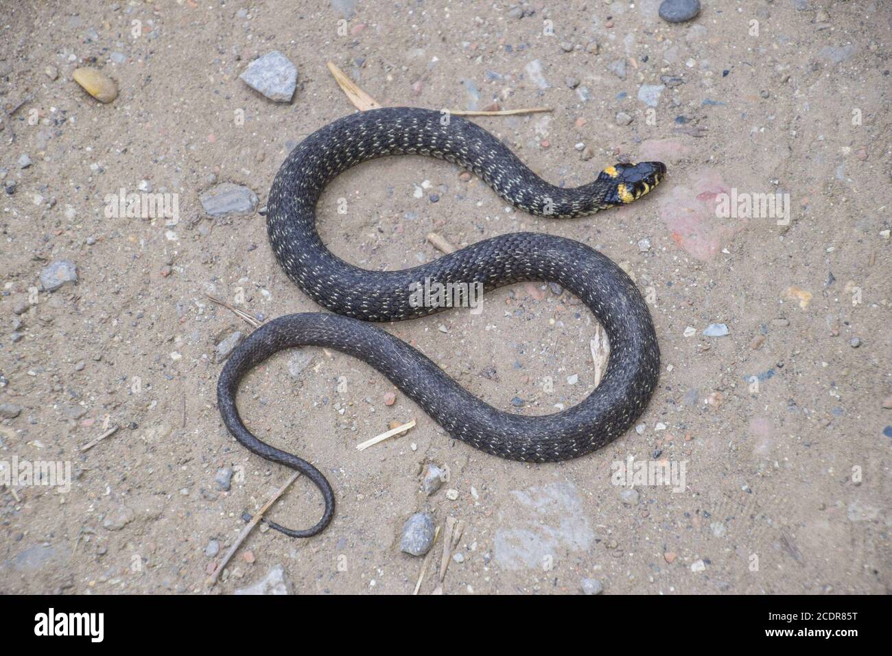 Couleuvre, rampant sur le sol. Serpent non venimeux. Effrayés par la couleuvre Banque D'Images