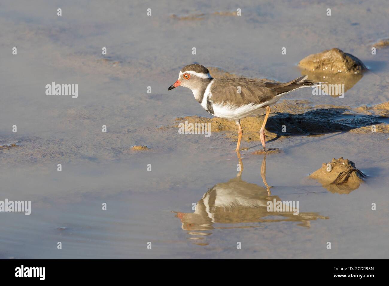 Trèfle à trois bandes (Charadrius tricollaris tricollaris tricollaris) fourragent dans un barrage agricole, Cap occidental, Afrique du Sud Banque D'Images