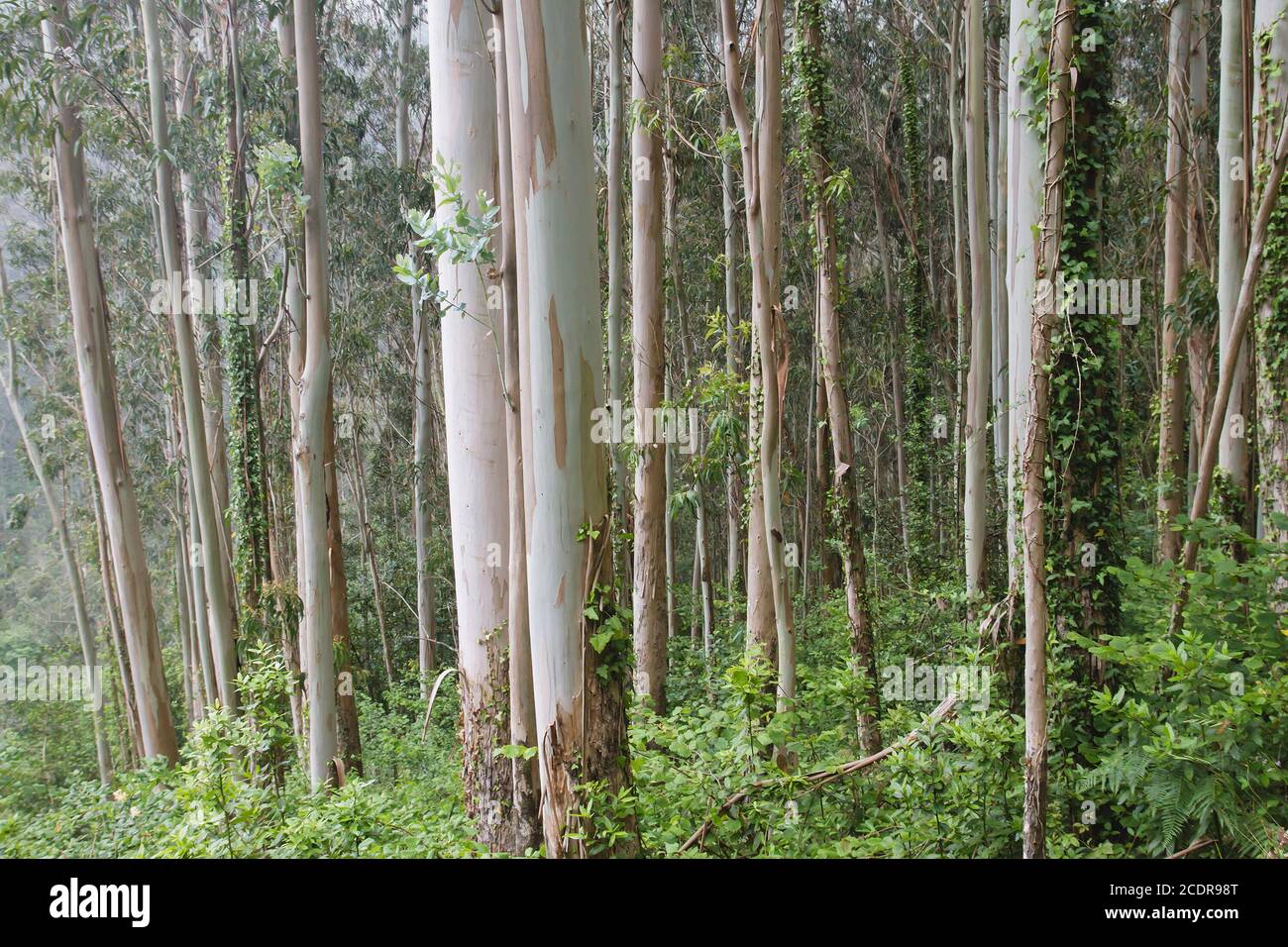 Paysage forestier d'eucalyptus Banque D'Images