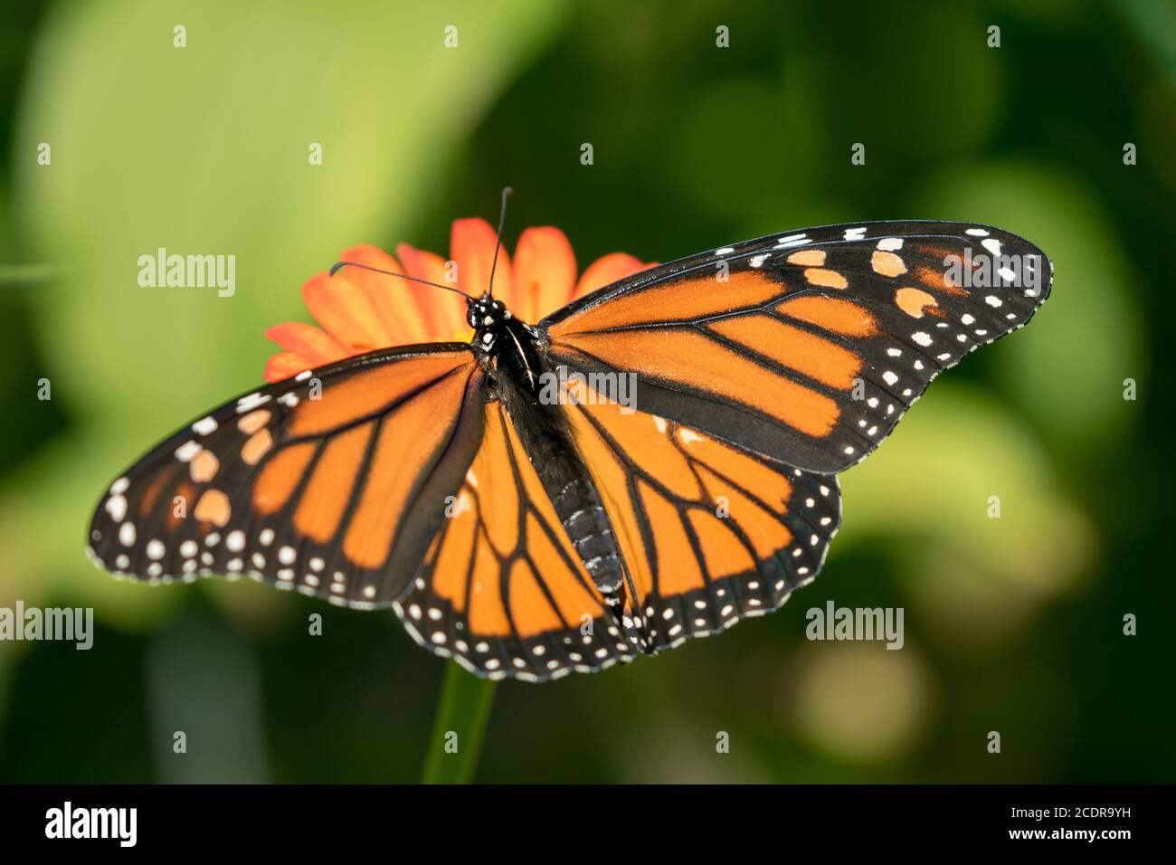 Gros plan de Monarch Butterfly avec ailes ouvert nourrissant du nectar d'un tournesol mexicain orange dans le jardin canadien. L'arrière-plan est vert bokeh. Banque D'Images