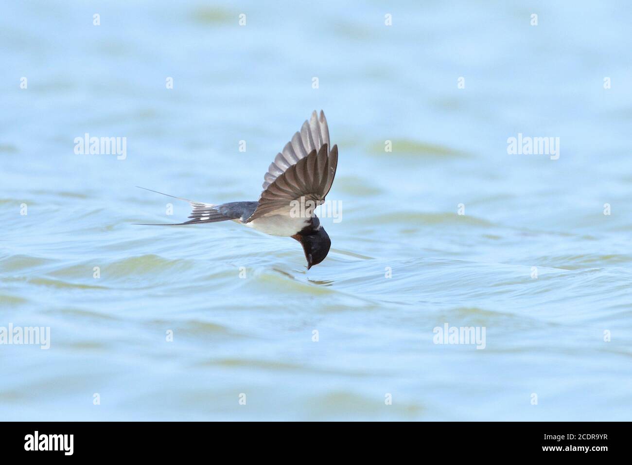 L'oiseau de la grange Swallow survolant le lac Banque D'Images