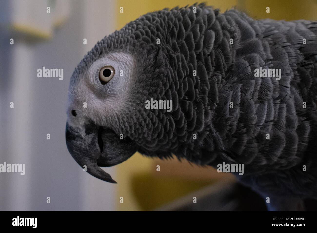 Gros plan d'un perroquet gris africain avec un Mur jaune derrière elle Banque D'Images
