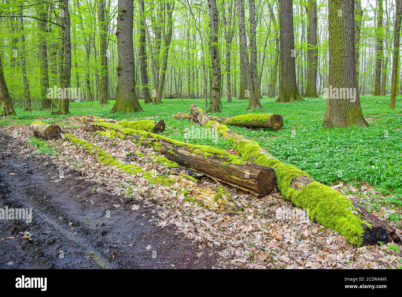 Forêt alluviale avec bois mort et anémones de mousse, Lasker Auwald, Saxe, Allemagne. Banque D'Images