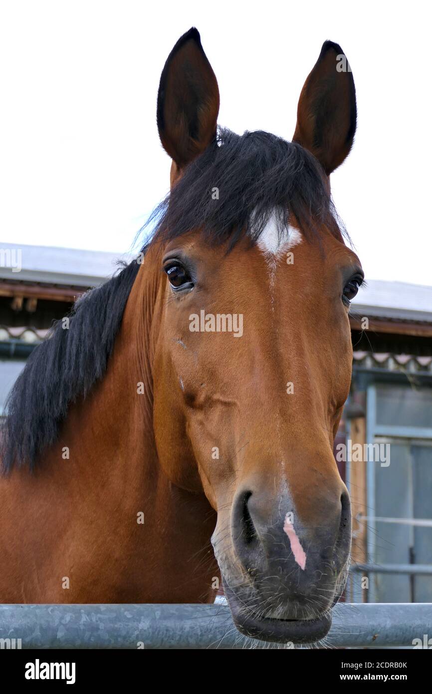 Portrait latéral avant d'un sympathique cheval de châtaignier avec des oreilles à l'extérieur, avant son décrochage Banque D'Images