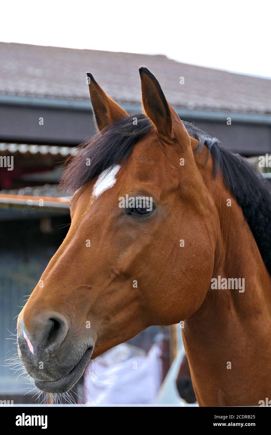 Portrait du côté d'un cheval de châtaignier avec des oreilles sur une ferme avec la cale en arrière-plan Banque D'Images