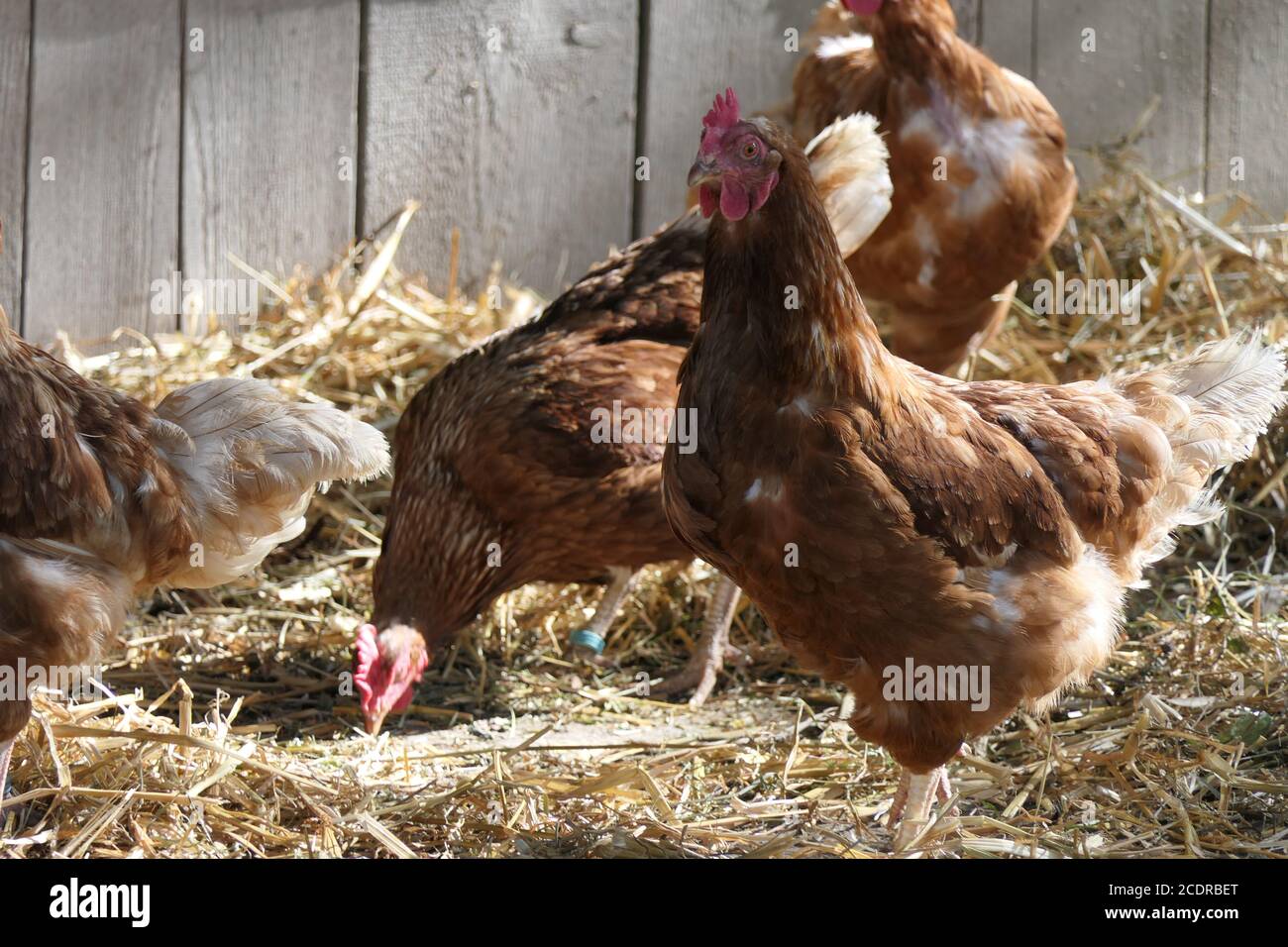 Maison de poulet bio avec des poules heureux Banque D'Images