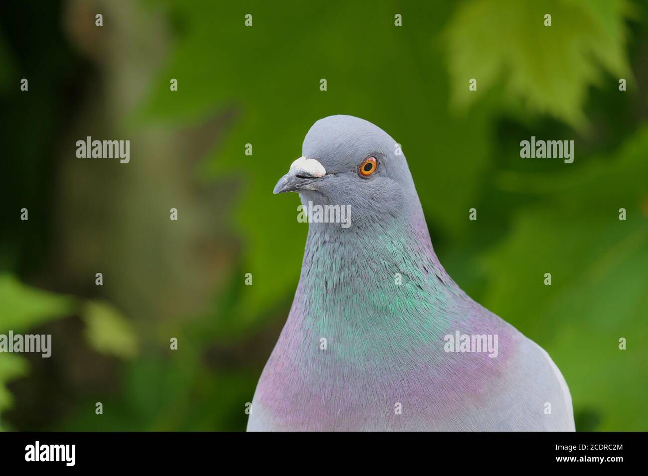 Gros plan de la tête d'un nuagmba livia domestica gris ou commun pigeon sur un arbre vert dans un parc Banque D'Images