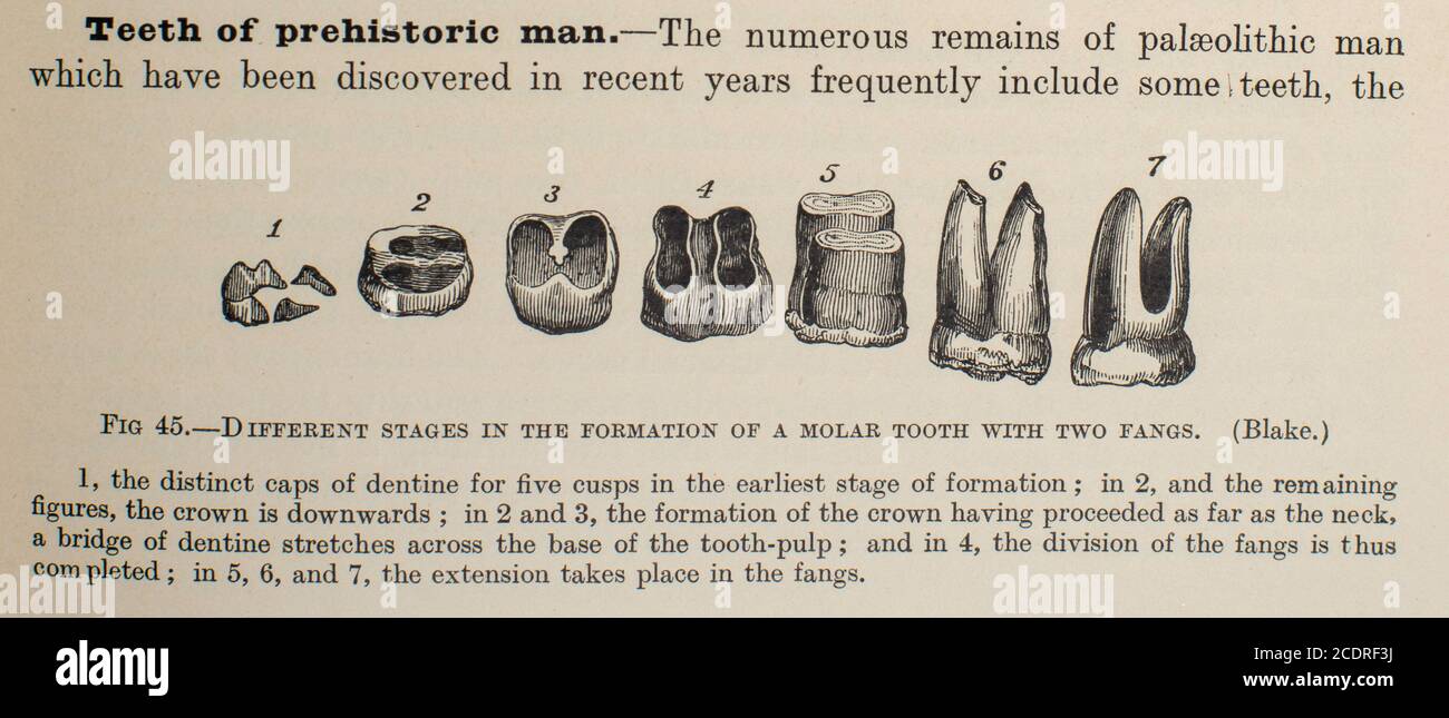 Quain's Elements of Anatomie Col. III publié en 1896, dents de l'homme préhistorique. Banque D'Images