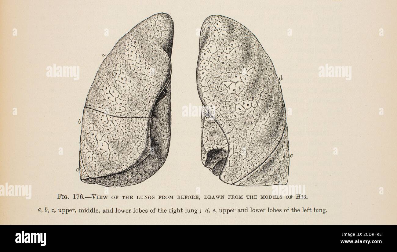 Quain's Elements of Anatomy Col. III publié en 1896, poumons. Banque D'Images