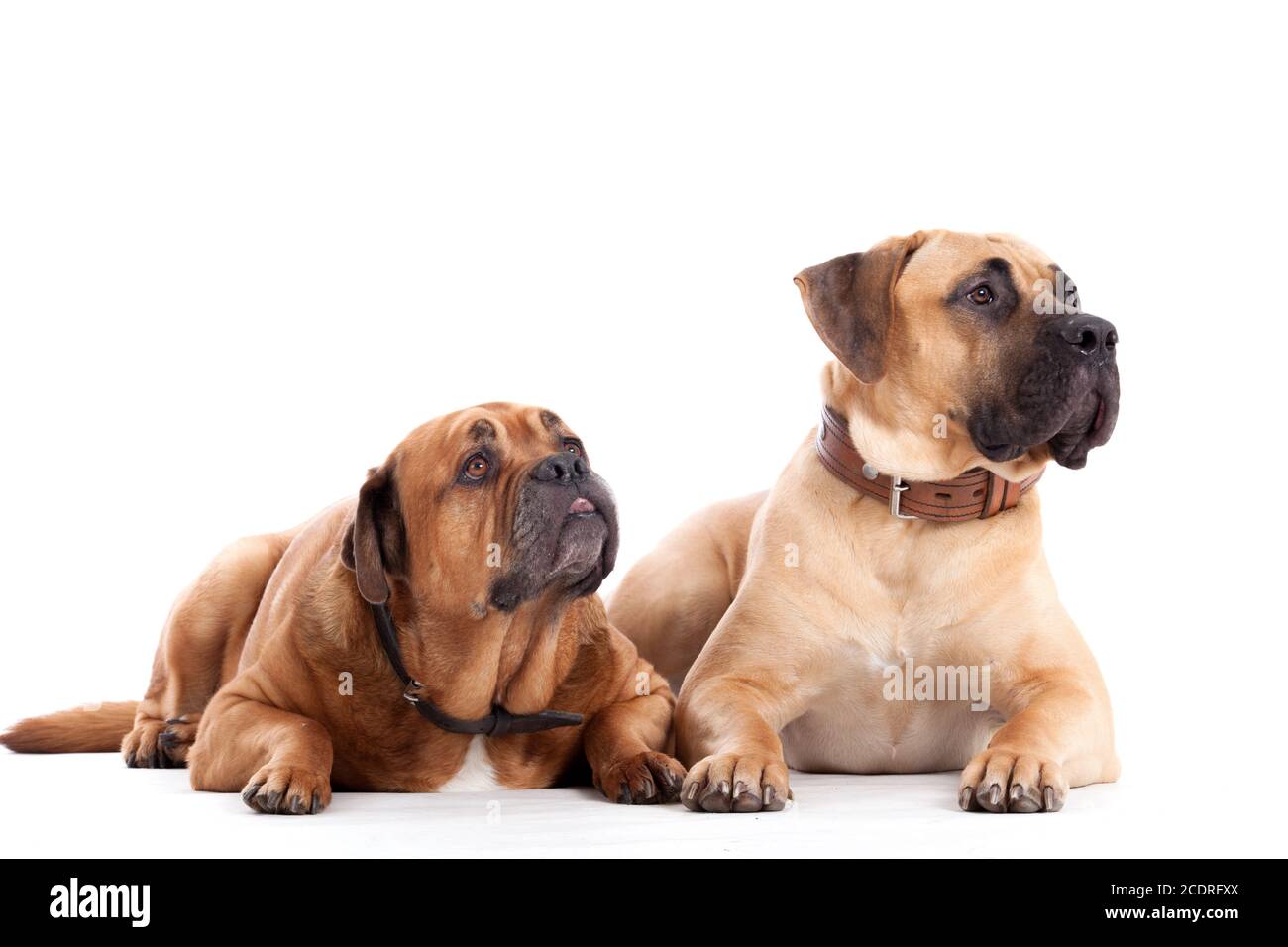 2 chiens mastiff Bull on white Banque D'Images