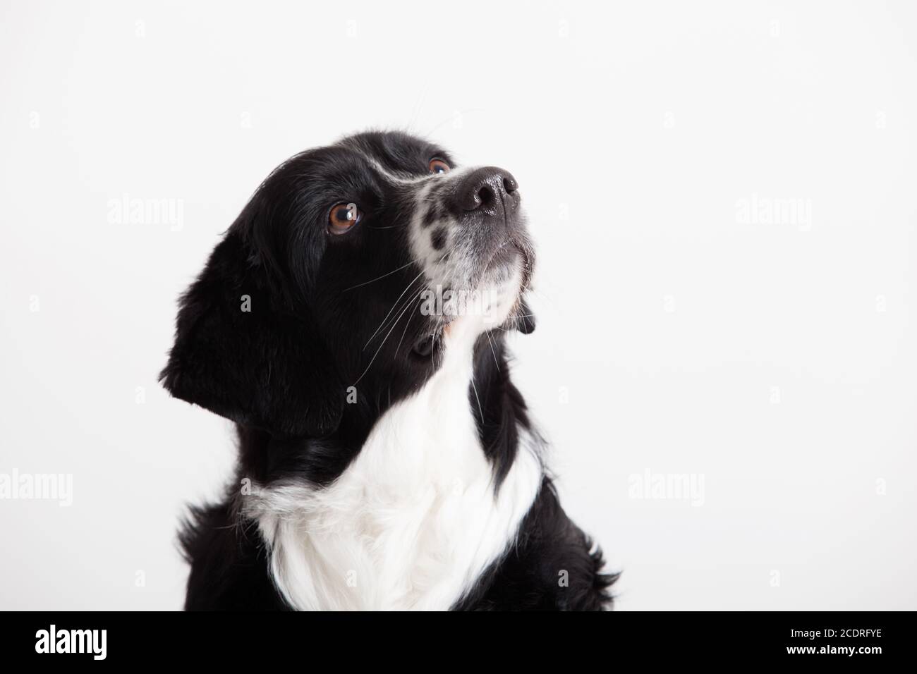 Portrait de chien doux Banque D'Images